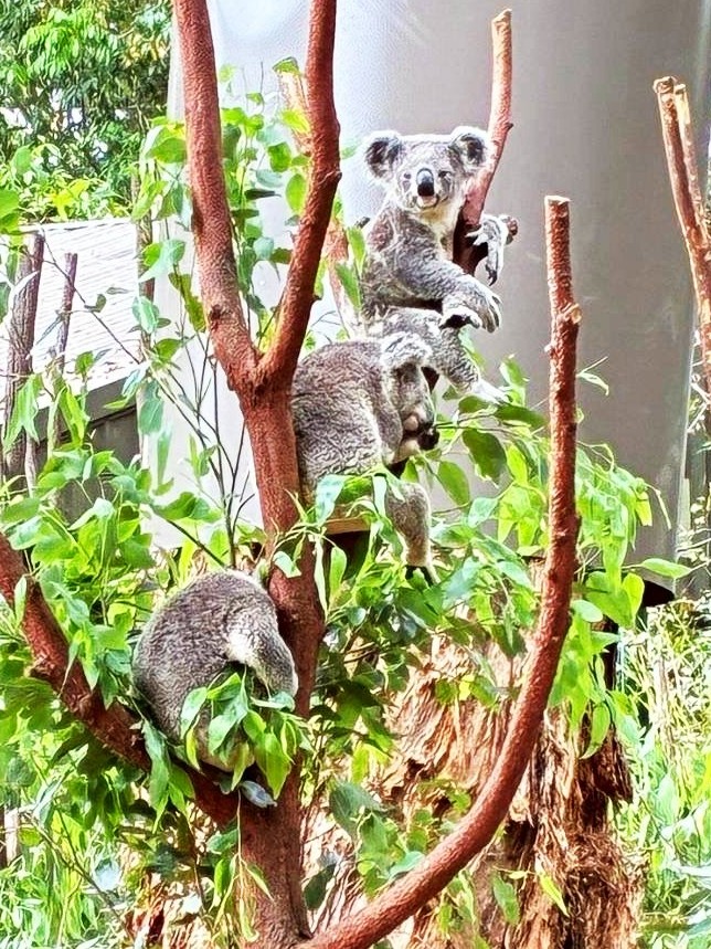 2025-12-17_17-44-32_867